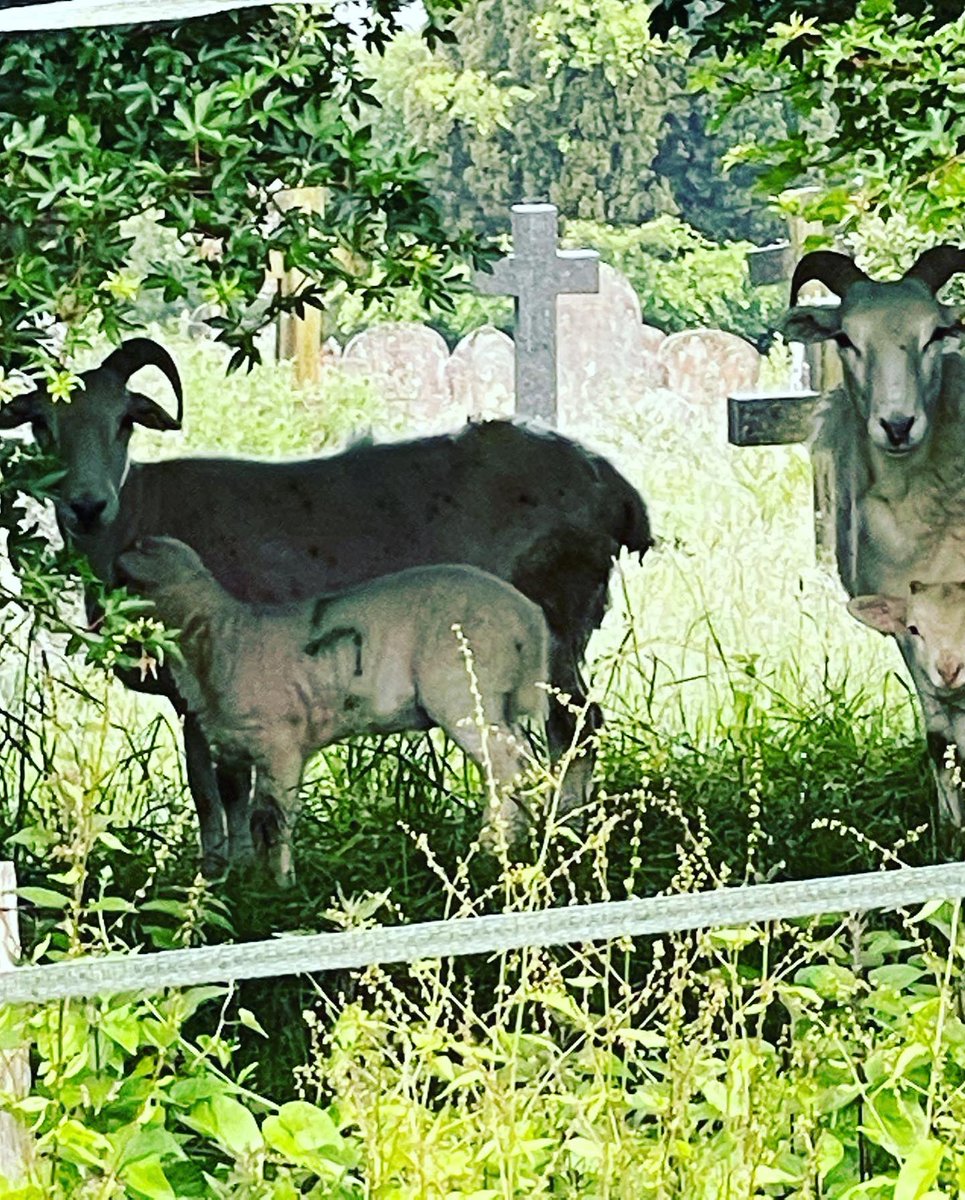 LimdenVineyard's tweet photo. Busy week here in the vineyard tending to the vines making sure everything is growing nicely and that it’s all neat and tidy. Even some the locals wanted to join in on the bud rubbing 😁.          #Winelover #Happywine #Englishvineyards #busyworking #happyvines #Wine https://t.co/efS4OSrxsX