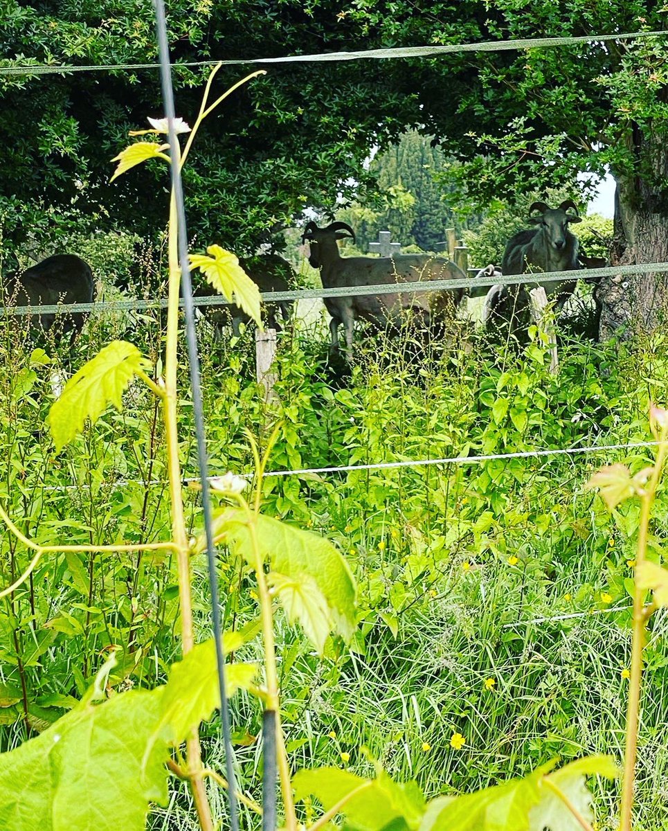 Busy week here in the vineyard tending to the vines making sure everything is growing nicely and that it’s all neat and tidy. Even some the locals wanted to join in on the bud rubbing 😁.          #Winelover #Happywine #Englishvineyards #busyworking #happyvines #Wine