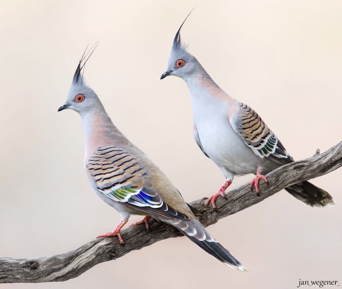 jan_wegener_'s tweet photo. Crested Pigeons
They’re quite subtle and look grey from afar, but shows beautiful colours up close! They do make a cool sounds with their wings when they take of. 
#birdphotography #birds #NaturePhotography https://t.co/ofPMAa9yEk