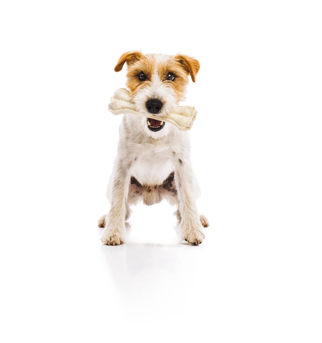 Long Live Dog tweet media