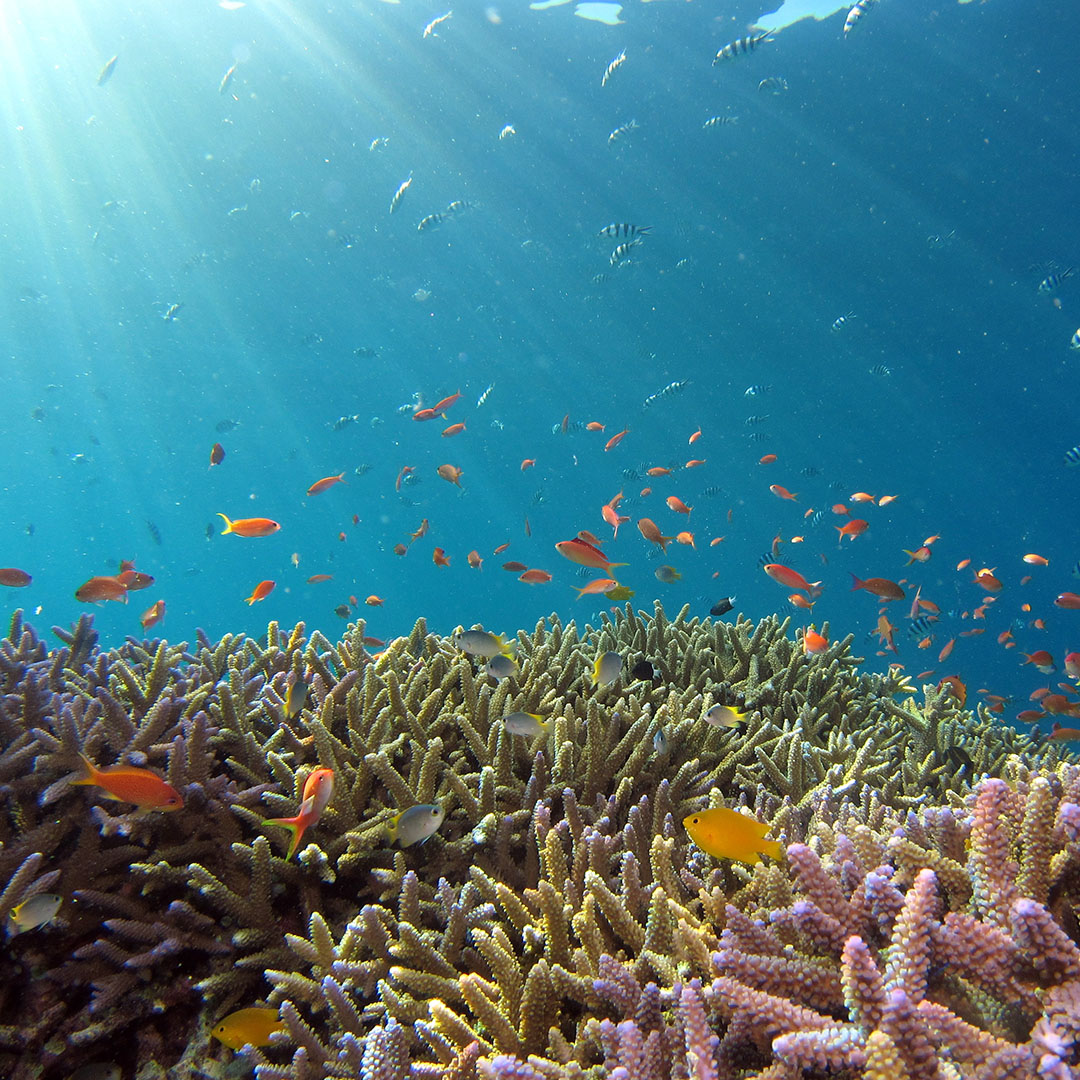 #Coral reefs provide habitat for a large variety of marine life, but they're under assault w climate change. Learn more about how you can protect these vital parts of our global ecosystem here: blueplanetalliance.org/news/world-oce… #worldoceansday #natureforall #CoralTriangleDay