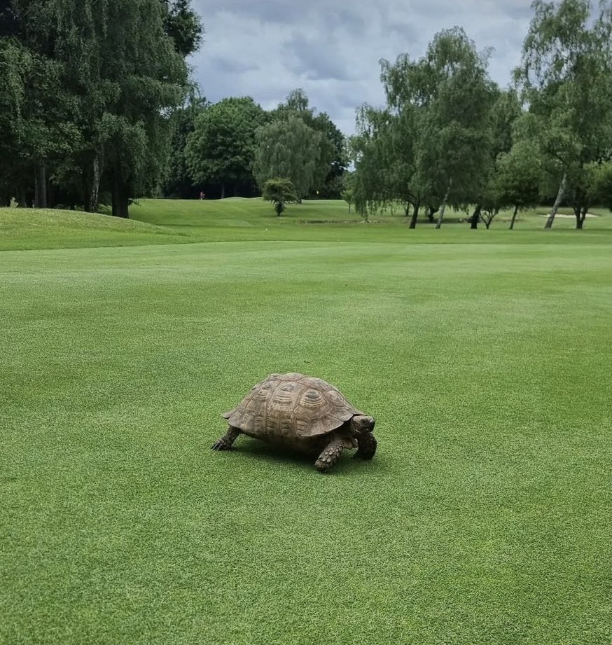 In case any of our local neighbours have lost a tortoise, please contact the Club office