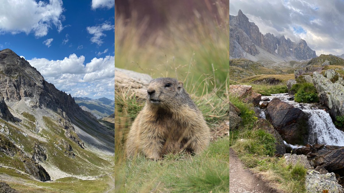 APIKsolution's tweet image. API-K se met au service des chercheurs du LBBE qui étudient l’impact des activités humaine et du changement climatique sur les marmottes. La technologie API-K assiste les chercheurs à rester informés des activités des marmottes via leur téléphone. #smartmountain #apiksolution