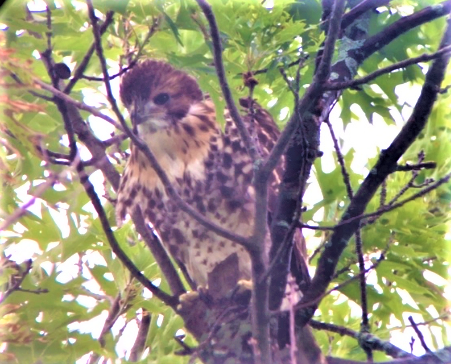 CornellHawks tweet picture