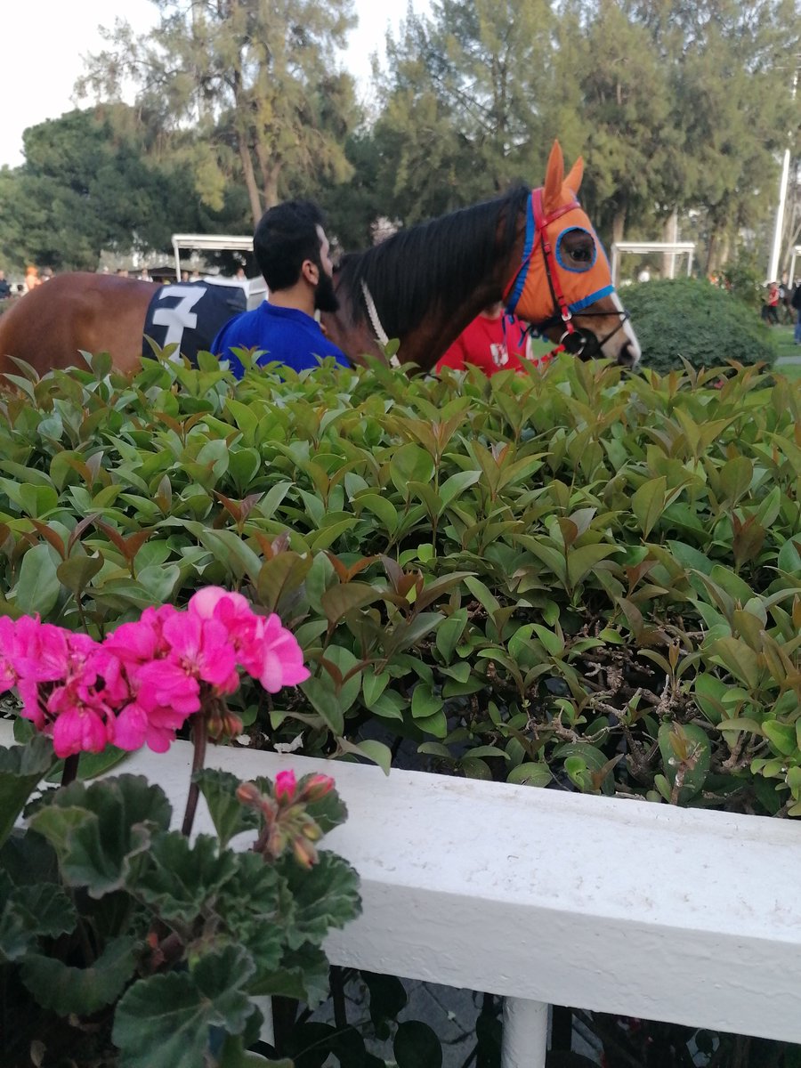 Şirinyerhipodrmkurdu35 tweet media