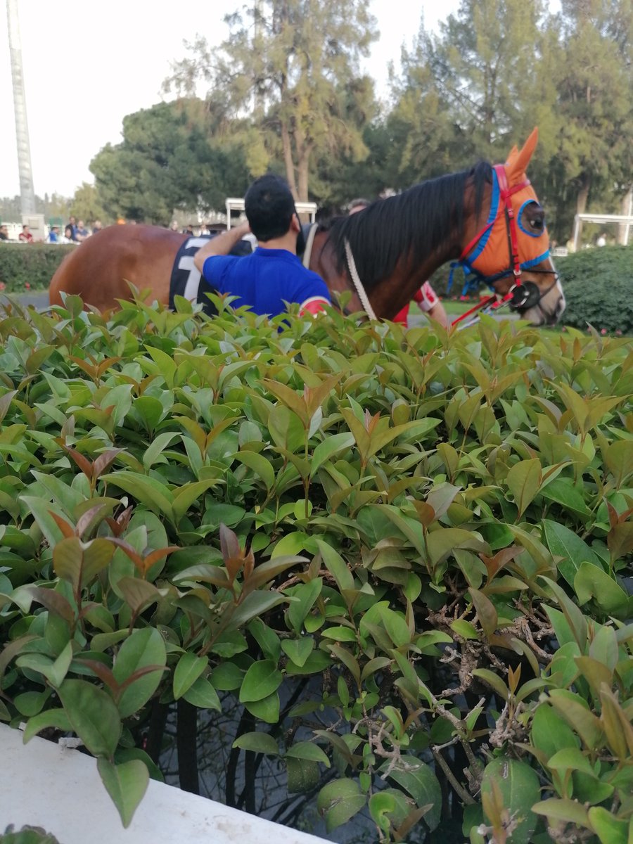 Şirinyerhipodrmkurdu35 tweet media