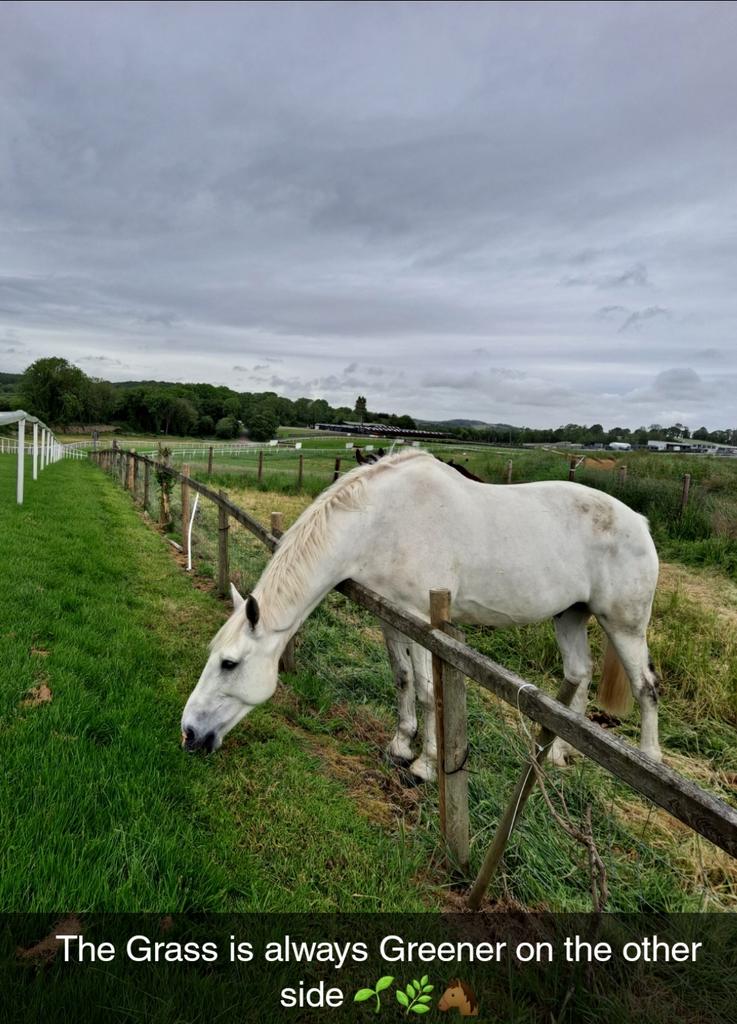 SERGIO_FELLA81's tweet photo. @DownpatrickRace Inside rail at top of the Hill be in good shape for Weekend double header...#DownpatrickRaces
#GrassIsAlwaysGreenerOnTheOtherside @KingsfieldStud @lavery_declan https://t.co/rO87MjlC8G