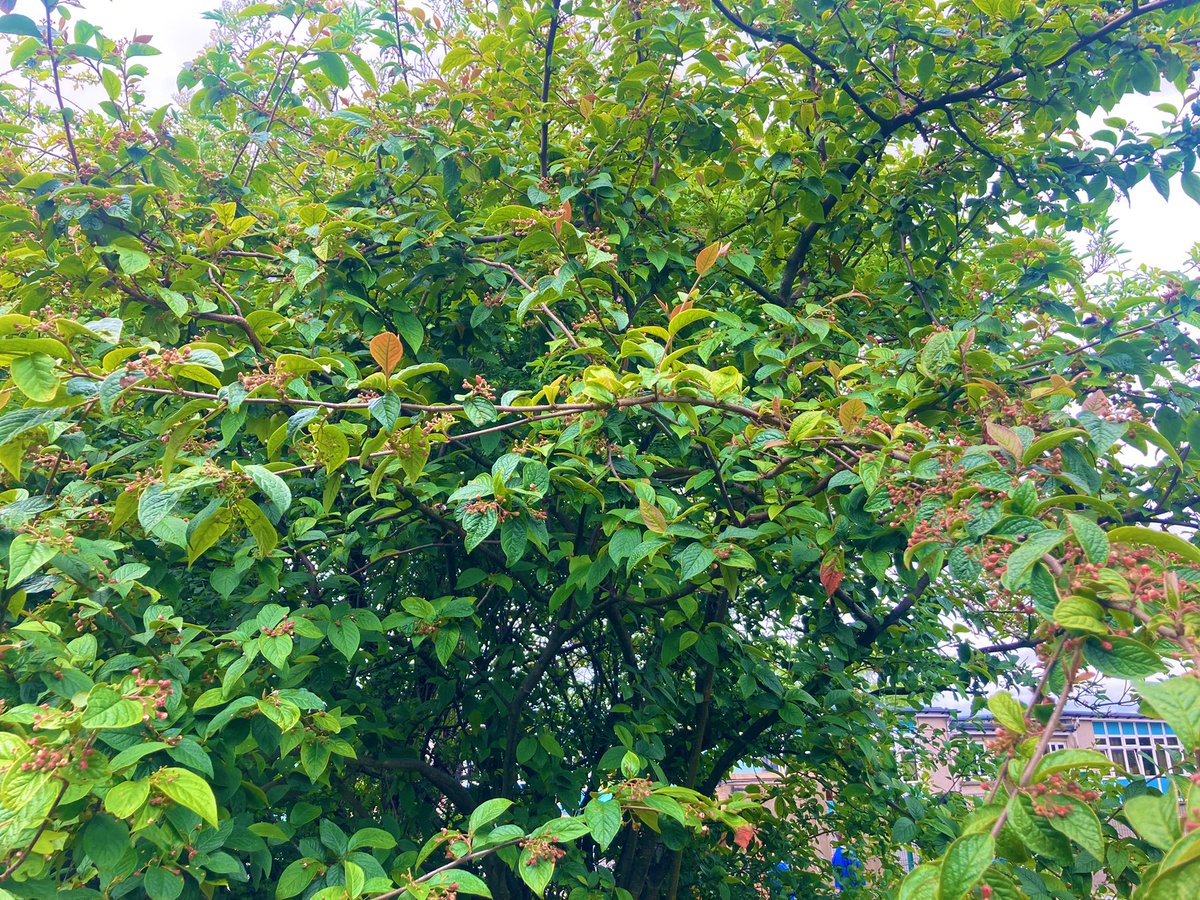 CPSEarlyLevel's tweet photo. Remember to always look up
๐๐ณ๐
โWhat do you see?
What can you hear?
Is that a bee or maybe three?
Hundreds of bees Buzzing around in
Our beautiful Bee Treeโ
~MissF๐๐ณ
#takenotice #bees #nature #BeeTree #alwayslookup #ColiDen #Play4P1 #Springwatch https://t.co/fxo3YyQlvo
