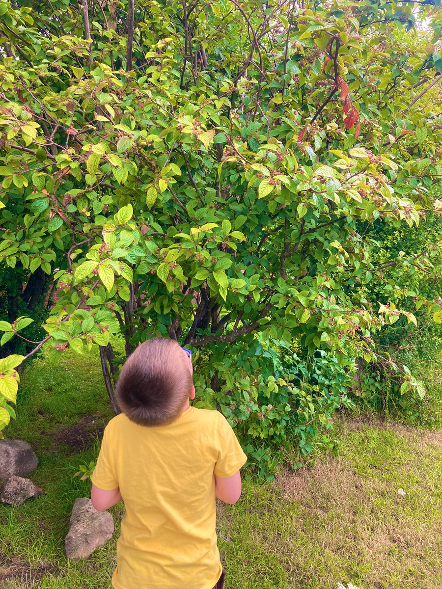 CPSEarlyLevel's tweet photo. Remember to always look up
๐๐ณ๐
โWhat do you see?
What can you hear?
Is that a bee or maybe three?
Hundreds of bees Buzzing around in
Our beautiful Bee Treeโ
~MissF๐๐ณ
#takenotice #bees #nature #BeeTree #alwayslookup #ColiDen #Play4P1 #Springwatch https://t.co/fxo3YyQlvo