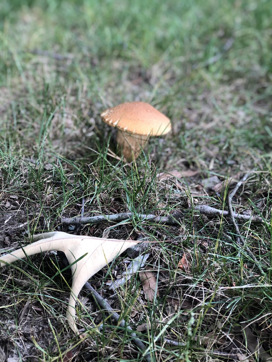 deannawilly's tweet photo. Very cute mushies and a very cool tree https://t.co/PdDkjkCzRY
