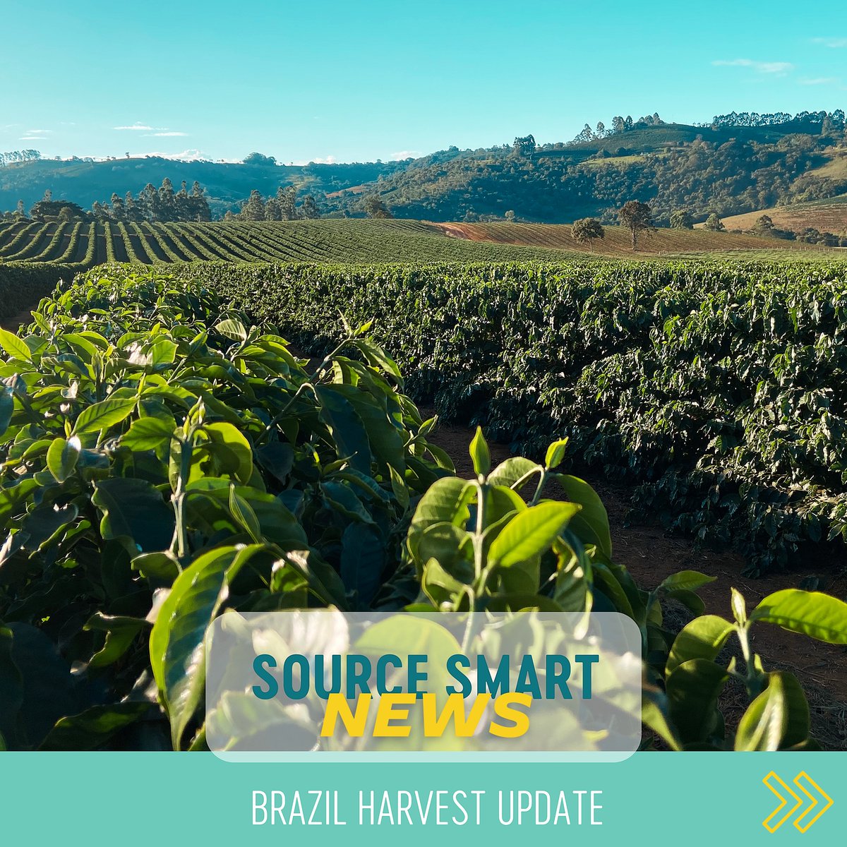 Brazil Harvest Update! We spoke with Marco Godinho, Trader at Sucafina Brasil, and Luis Fernando Esteves Joaquim, Head of Research &amp; Trader at Sucafina North America to get the latest on crop size, quality and farmer profitability 👉 bit.ly/39dBfhx
#specialtycoffee