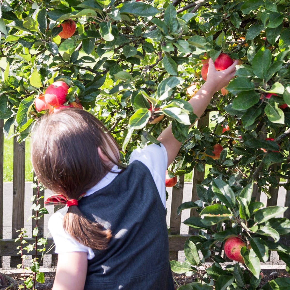 Where do you get your food from? These apples were picked from Esh Winning Primary School's Orchard. #ClimateFriendlySchools #ClimateFriendlyFood