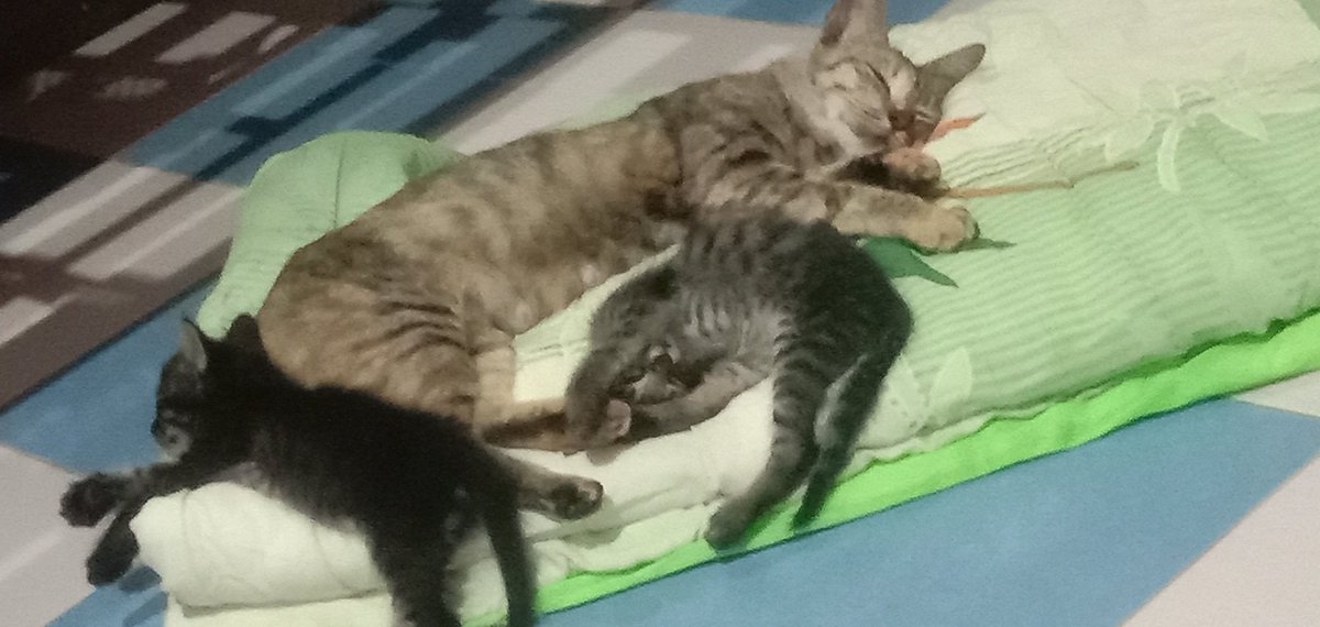 TrapizS's tweet photo. devastated 💔💔💔 #potek #bersamameow https://t.co/TFhJR47i7W