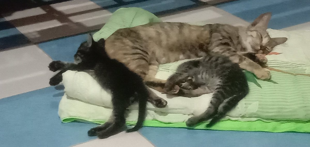 TrapizS's tweet photo. devastated 💔💔💔 #potek #bersamameow https://t.co/TFhJR47i7W