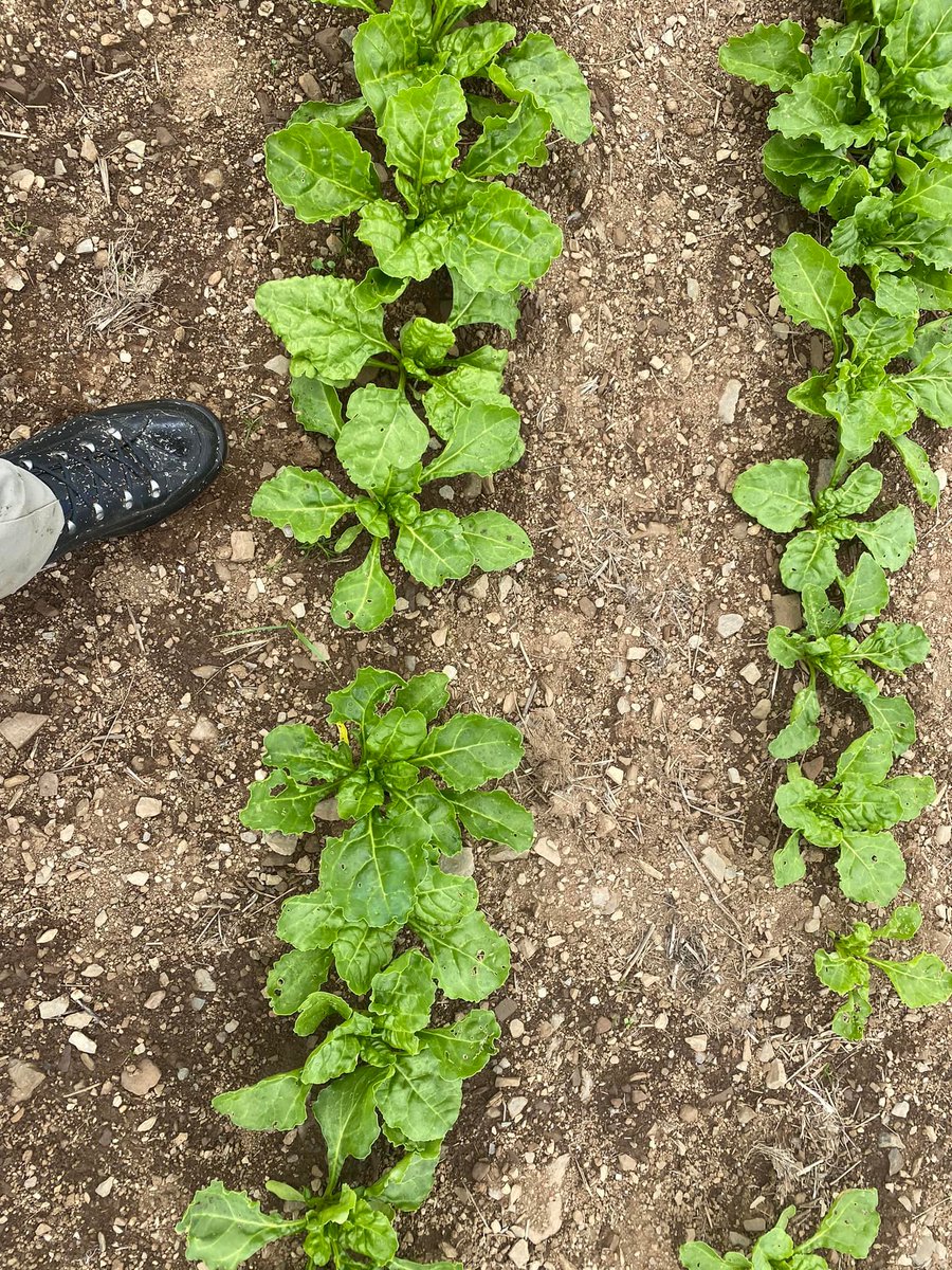 LlpSeeds's tweet image. Fodder beet starting to motor #robbos #pearceseeds