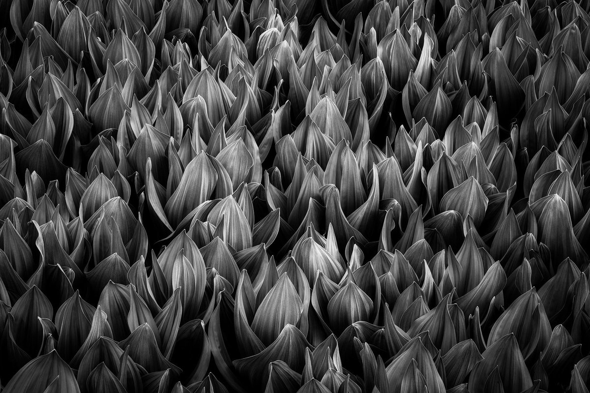 Corn lilies are one of my favorite spring plants that grow in the Rocky Mountains, typically in high, moist meadows. I like them at this early stage when the leaves create a beautiful pattern of gentle texture and lines.