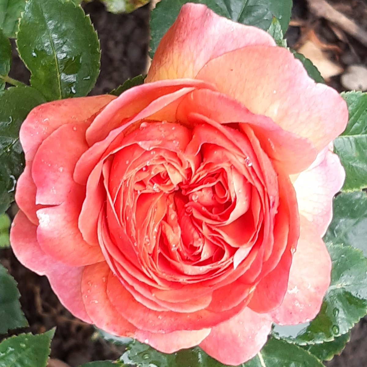 Mass on the Green - mailchi.mp/473bb2eccab1/e…