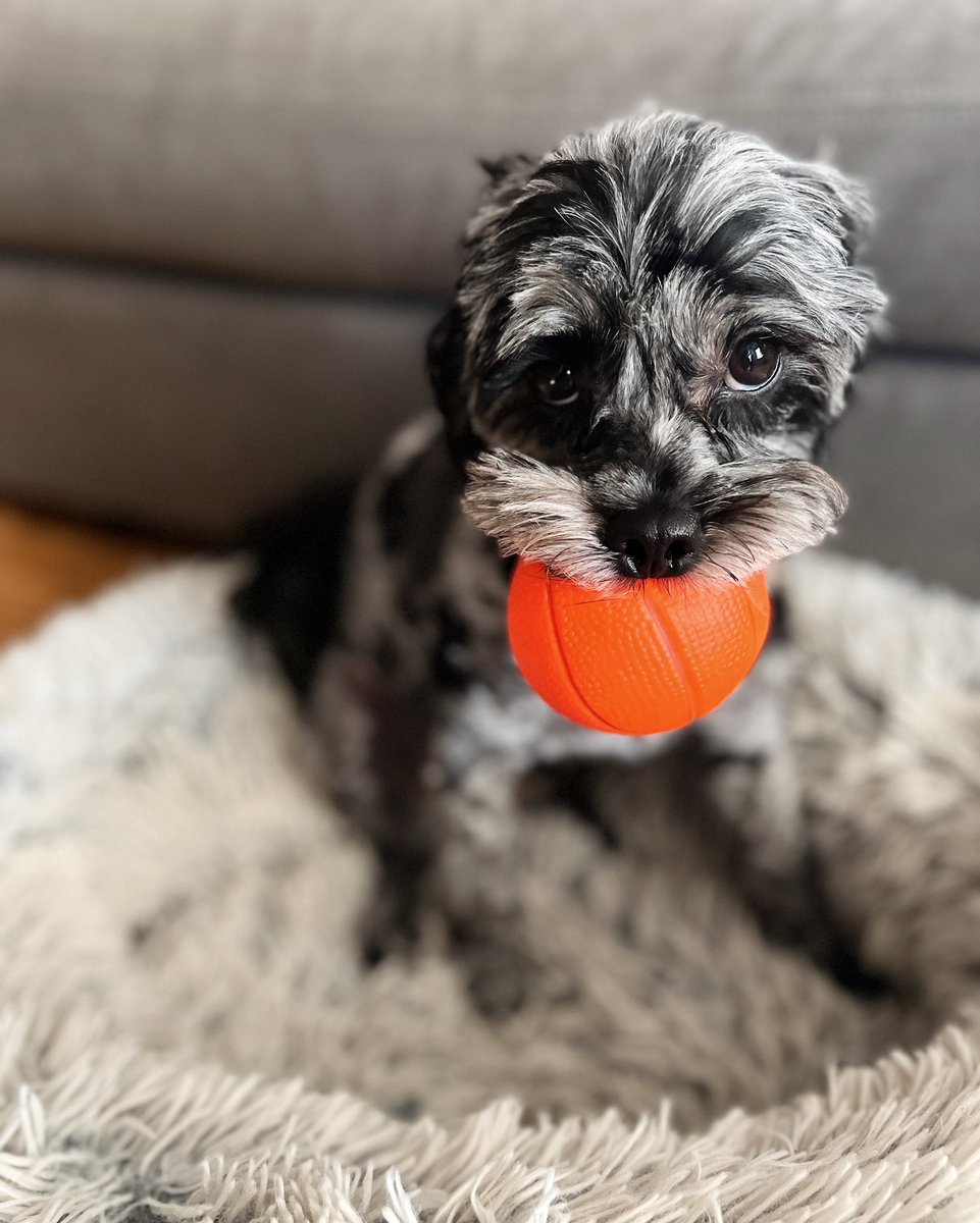 Good morning! Like this tweet if you’d throw this ball for me 😊

#cavapoo #dogsofnyc #dogsoftwitter #cavapoolife