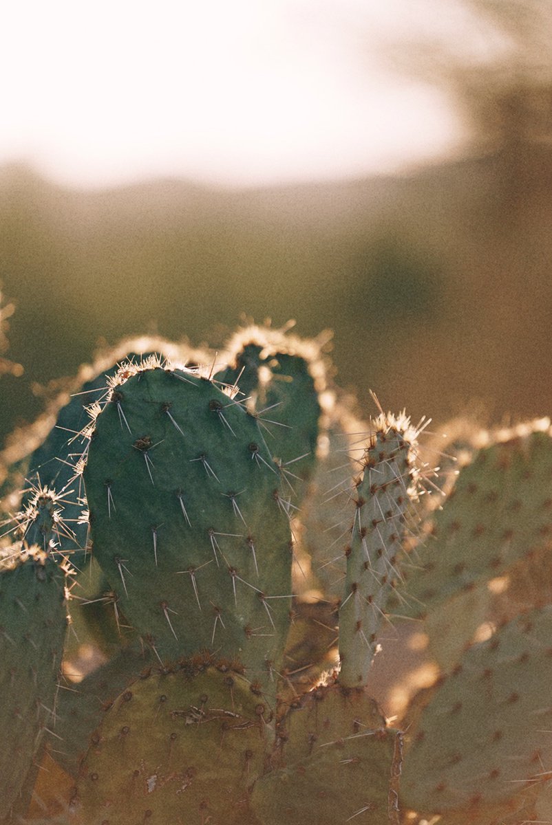 Images by Gina Danza (IG: wildgina)

Cacti grow in the Northeast? 

Tomorrow, photographer Wild Gina and her team of botanists Dr. Jacob Suissa &amp; Dr. Ben Goulet-Scott (<a href="/LetsBotanize/">LB</a>) take us on an adventure to explore the diversity of the Opuntia plant! 🌵

#DiscoveryCollab
