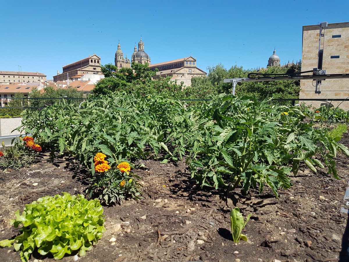 ¡Qué bonito está ya! 😍🌱 #HuertosEcológicosUsal #AgriculturaSostenible 
#SmartFarmUsal