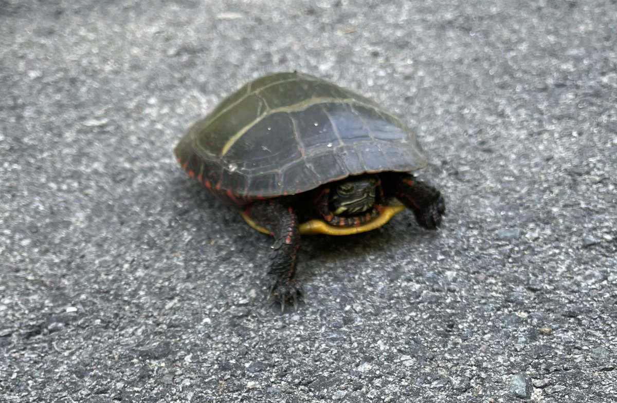 Emigeexx's tweet photo. Excuse me little guy, you’re not meant to be in the road! Also look at that little nose!!🐢 widepeepoHappy https://t.co/ZW5C8dEsKY