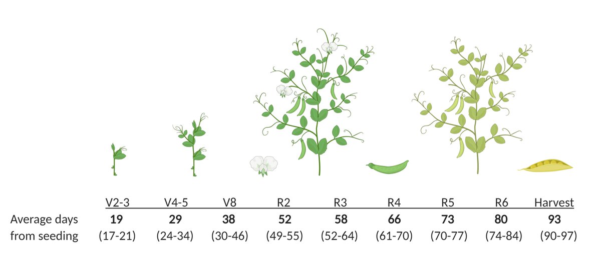 Peas generally reach V4-5 herbicide timing about 29 days after seeding (range 24-34 days, based on Manitoba data).