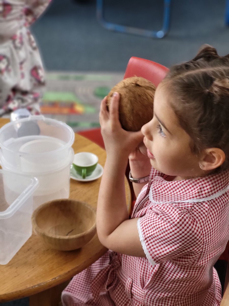 OLadyOLourdes's tweet photo. The children were intrigued when they found a coconut in nursery today. They used fabulous describing words to share how it felt, smelled and eventually (once they managed to open it) taste like. We tried to use a hammer but found the best way was to smash it. #wlstem #wlelc https://t.co/olNRvcg3zo