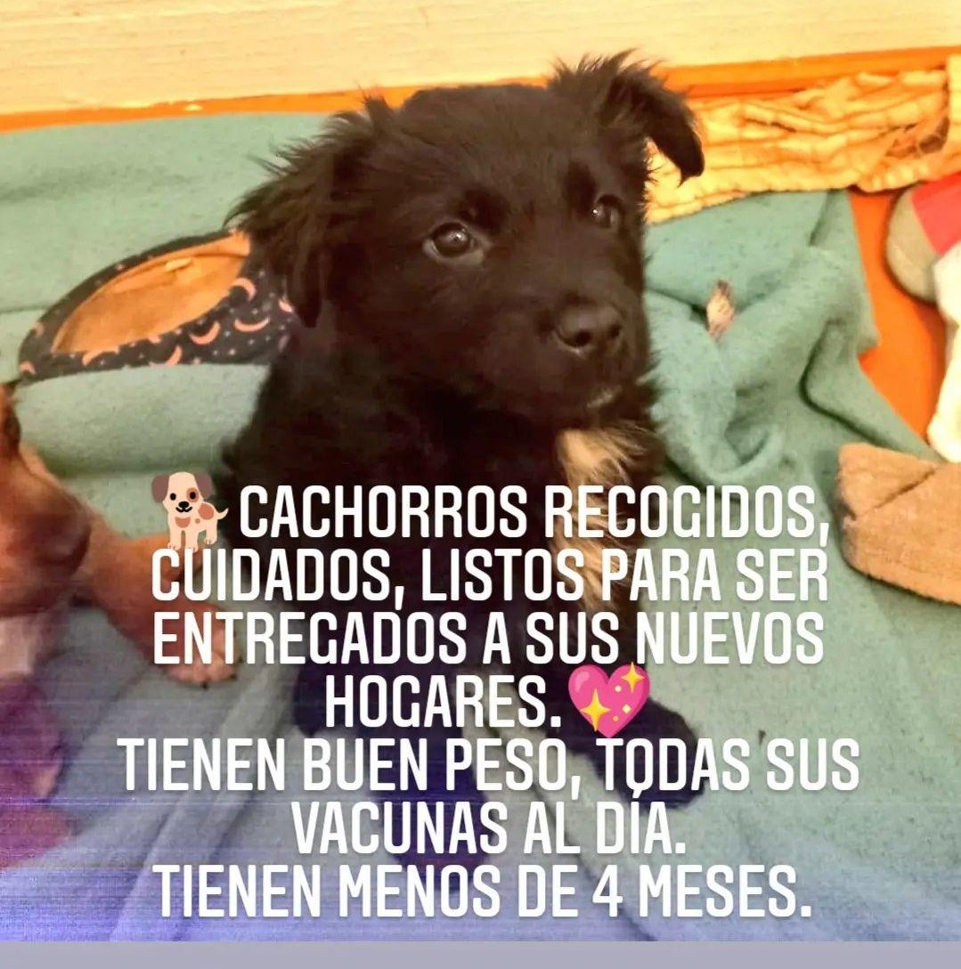 C0N5UEL0's tweet photo. 🐕Amigas y amigos ya tenemos que entregar a los cachorros, no podemos tenerlos más🥺
Me dieron plazo de 1 semana para SACARLOS del dpto.😭

Podemos entregar en Región de Valparaíso y Metropolitana. Quizá coordinar alguna forma de entregar en otro lugar.

🙏Me ayudan a difundir? https://t.co/Xm96ZsnEil
