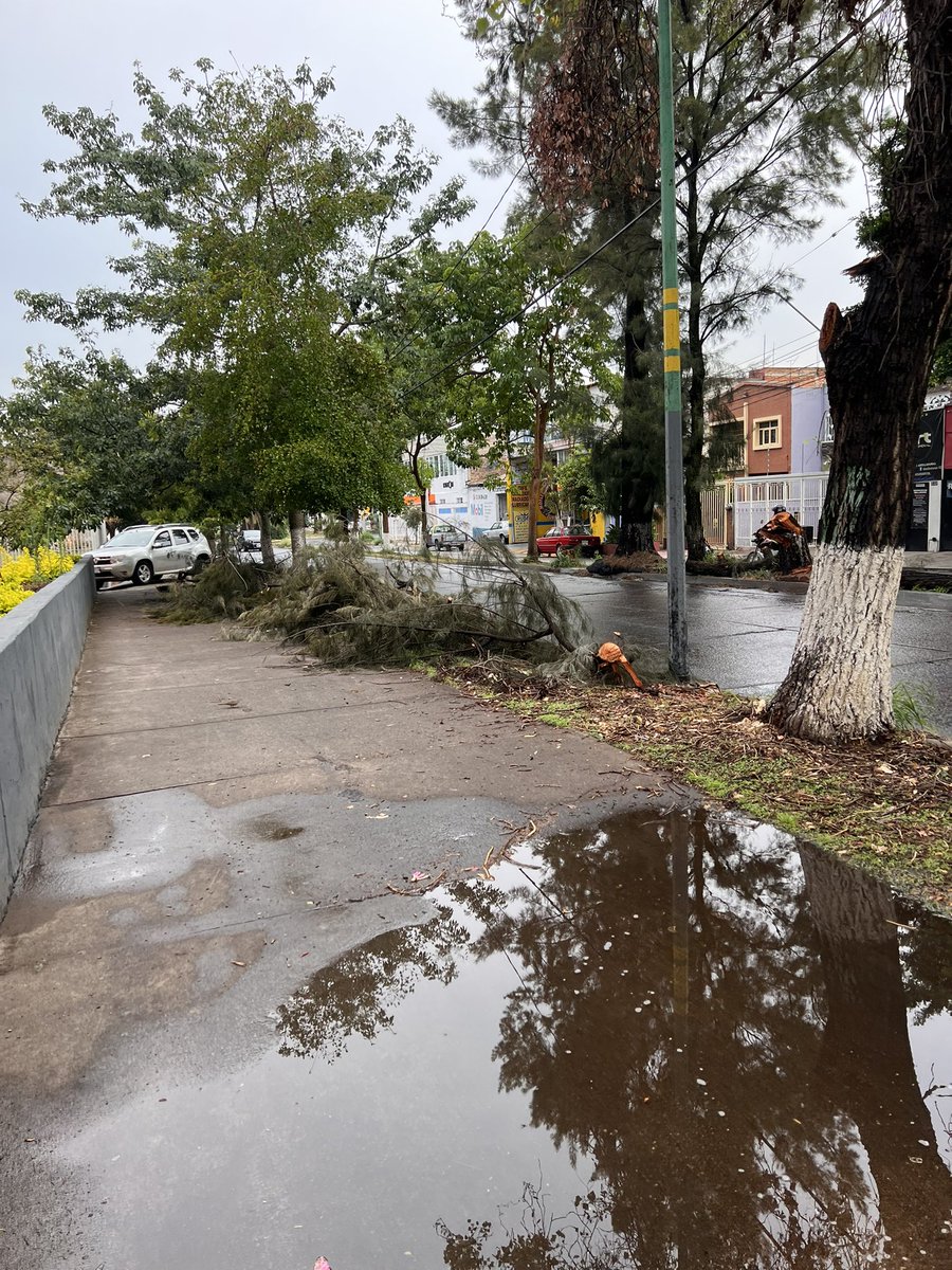 Esme_Carrillo's tweet photo. Hola @GuadalajaraGob en Río nilo casi esquina con boulevard dejaron pedazos de arboles obstruyendo la banqueta además de ser peligroso en estas lluvias. Pedimos de favor su retiro 🙏🏻 https://t.co/1dVrvKSbRF