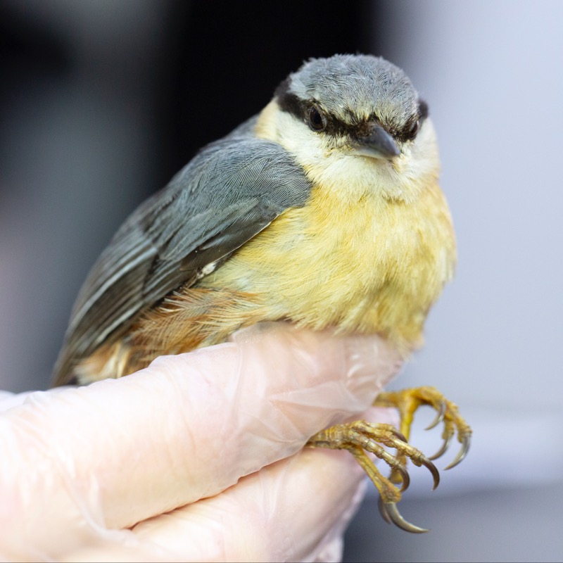 wildlifeaid's tweet photo. Many birds arrive with unexplainable injuries, some horrific and others just superficial. We're not 100% sure what happened to this #nuthatch, but it arrived very stressed and extremely thin. Having examined a faeces sample, we found the bird to have a heavy burden of #worms. https://t.co/s8pQ01iZRe
