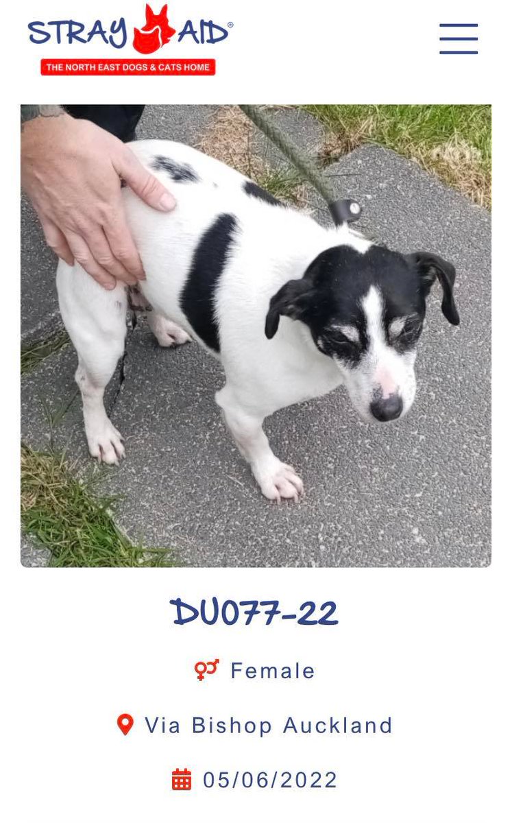 AdoptionsUk's tweet image. Please retweet, could all councils load stray dogs onto one website daily? Then if your dog was stolen in London and dumped in Scotland you can find him instantly instead of trying to contact every shelter in the UK within 7 days, as that is when they can be PTS or re homed.