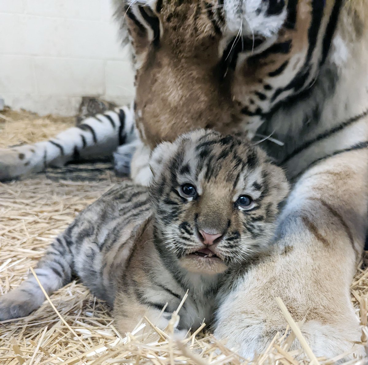 mnzoo's tweet photo. Big news! Dari, the #MNZoo’s female Amur tiger had a special Mother’s Day, successfully birthing a litter of cubs. Mom and cubs have been bonding behind the scenes under the watchful eye of our Animal Health and Care teams. For more on their progress: https://t.co/xUb2ggDM6D https://t.co/JfT0gp1UEk
