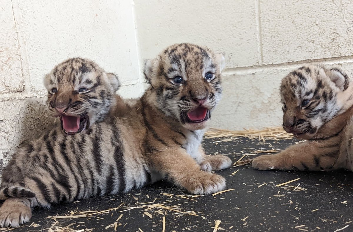 mnzoo's tweet photo. Big news! Dari, the #MNZoo’s female Amur tiger had a special Mother’s Day, successfully birthing a litter of cubs. Mom and cubs have been bonding behind the scenes under the watchful eye of our Animal Health and Care teams. For more on their progress: https://t.co/xUb2ggDM6D https://t.co/JfT0gp1UEk