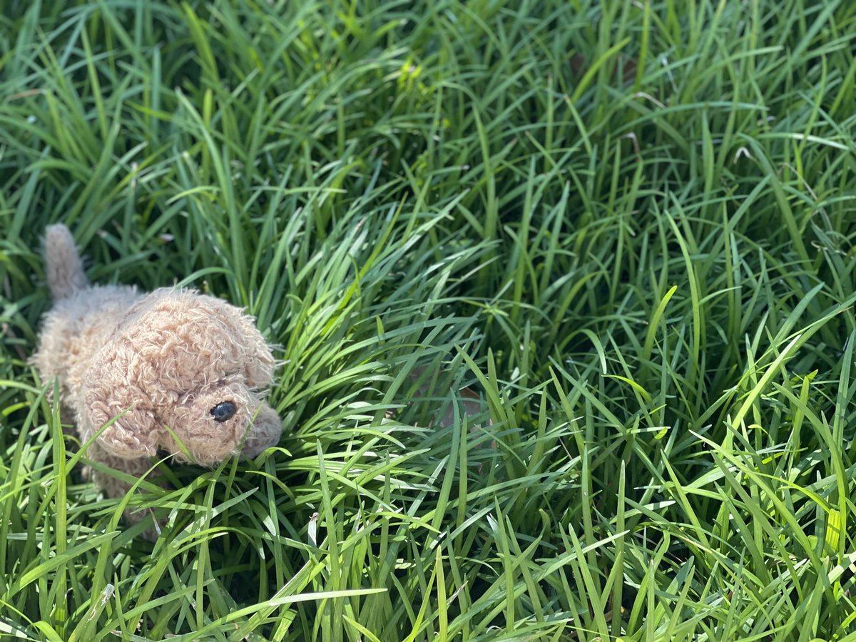 rlwilson93's tweet photo. Long shot but some sweet kiddo somewhere is missing their puppy.  I placed him safely in the grass beside Fountain Square! @joeimel https://t.co/H6s9dsA4n5