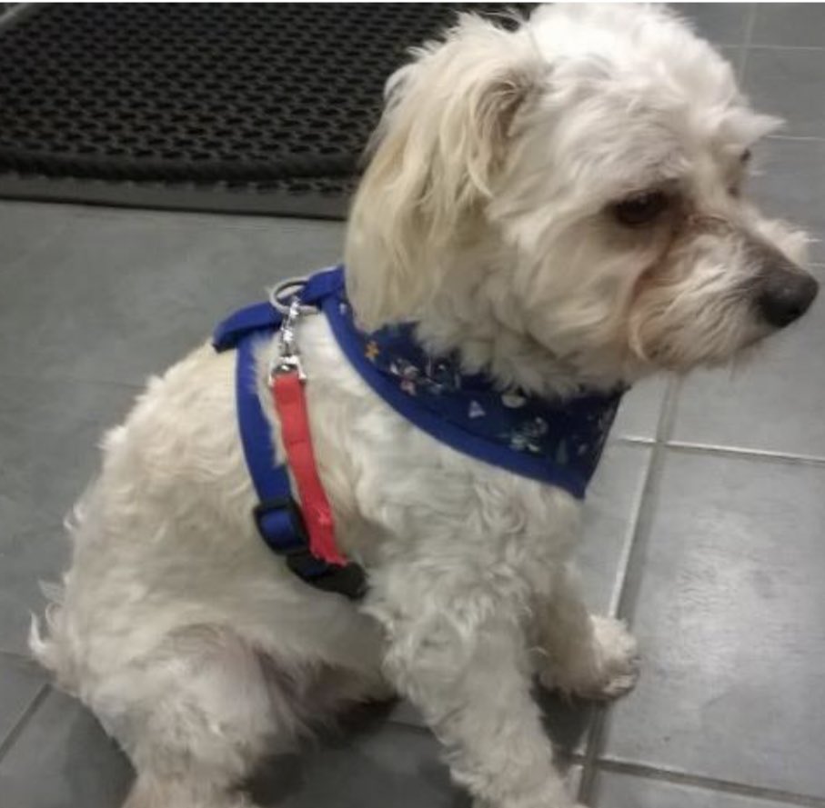 AdoptionsUk's tweet image. Please retweet, could all councils load stray dogs onto one website daily? Then if your dog was stolen in London and dumped in Scotland you can find him instantly instead of trying to contact every shelter in the UK within 7 days, as that is when they can be PTS or re homed.