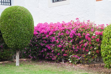 MightyGreenLawn's tweet photo. Don’t forget about your trees and shrubs!  We have a special program that will maximize the health and lengthen the lifespan of these important landscape elements. Call today for a free estimate!

#mightygreen #lawncare #treeandshrubcare #lawntreatment https://t.co/xnhxwRY8l6