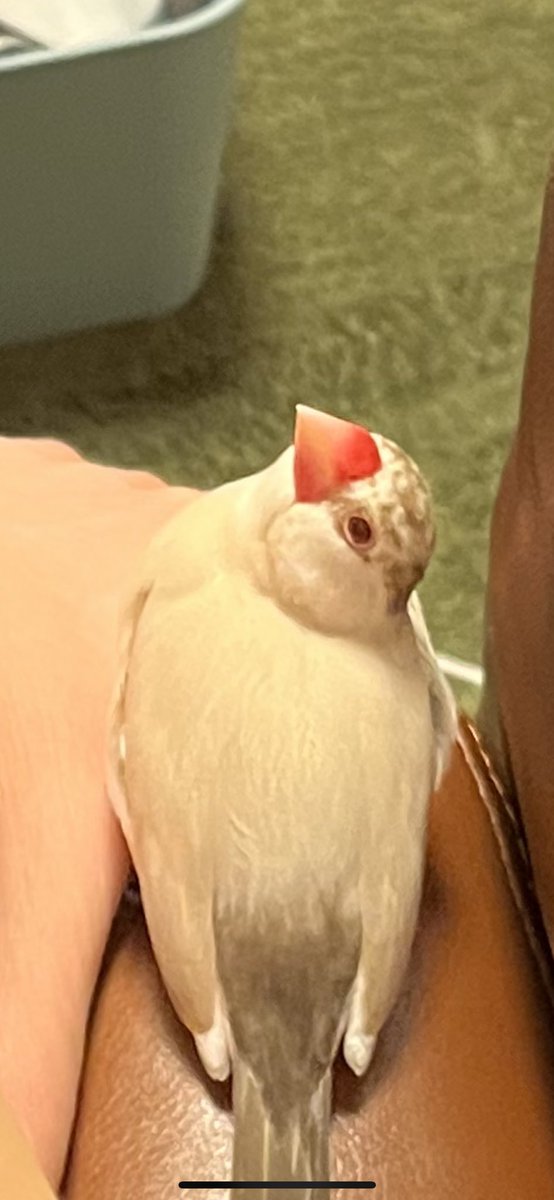 いつもどこかしら体をくっつけてくるところが可愛いのです💕