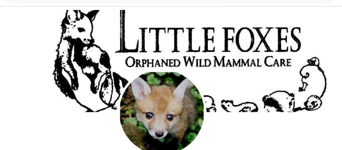 Hi Buddies👊Help is on its way 👏Thank you God &amp; thank you to every one of you for your kindness &amp; caring. It's not going to be easy. It will take time to catch her but these very kind people will work with M until my🦊is free. Immense joy 🙏🦊❤️👏
#FoxOfTheDay 
#DogsofTwittter