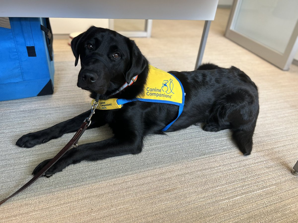 Monica Laliberte (@wralmonica) on Twitter photo Enjoying my <a href="/canineorg/">Canine Companions®</a> office mate! This is Revere. I’m keeping him for a volunteer puppy raiser who is on vacation. Those eyes will get him anything he wants! 🐾🥰 Enjoying my <a href="/canineorg/">Canine Companions®</a> office mate! This is Revere. I’m keeping him for a volunteer puppy raiser who is on vacation. Those eyes will get him anything he wants! 🐾🥰