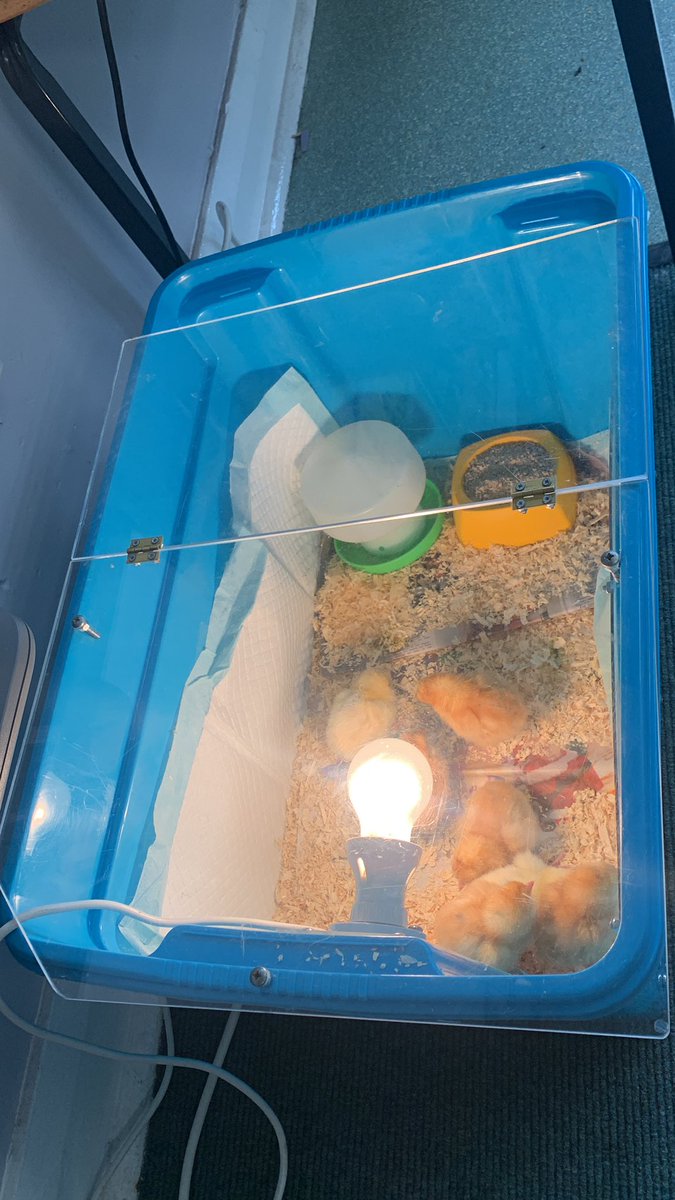 Our chicks in their new home! 🐥