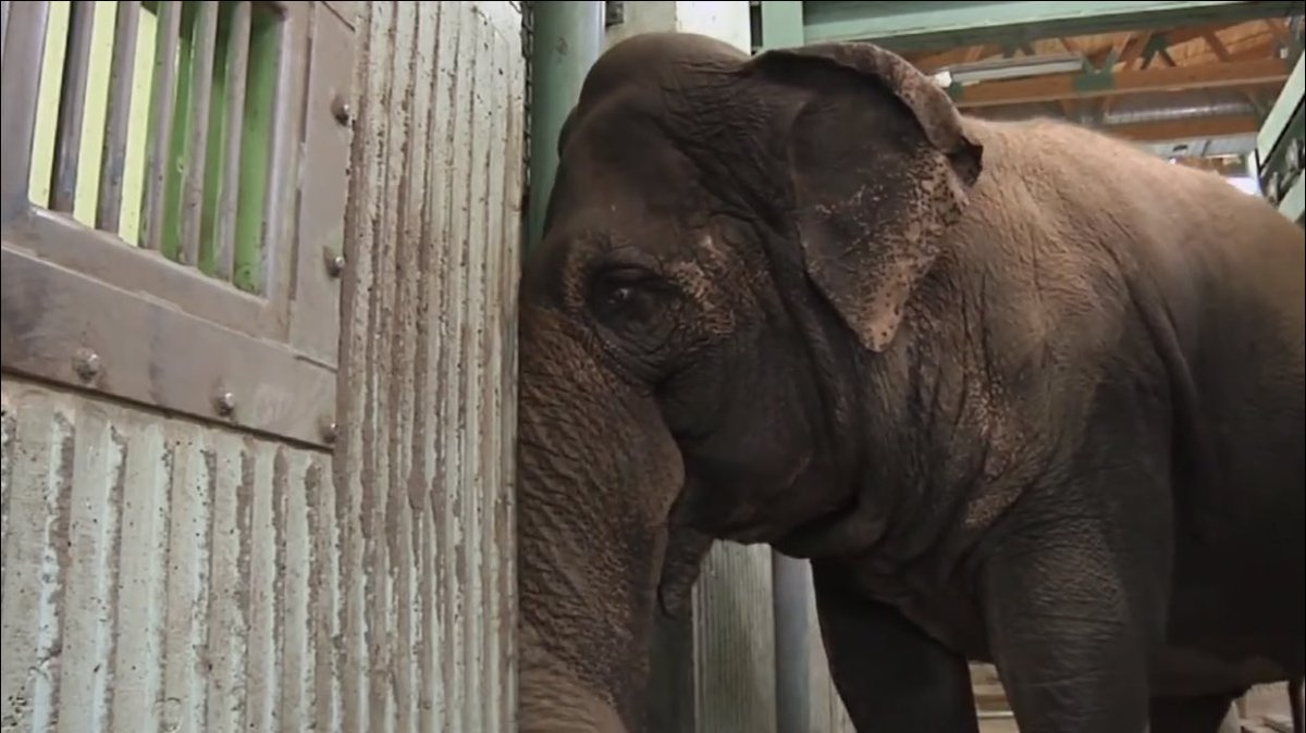 @LEAPyeg @AmarjeetSohiYEG @zooinspectors @born2_wild @ExtinctionR @ClimateElf @nytclimate @BbcClimate @AB_Enviro @glazer_marilyn @JustinTrudeau The loneliest saddest elephant lives at #EdmontonValleyZoo her name is #Lucy @AmarjeetSohiYEG She desperately needs a #IndependentAssessment She needs to be sent to a accredited #Sanctuary where she can receive the specialist care she requires .Help #FreeLucy before it's too late