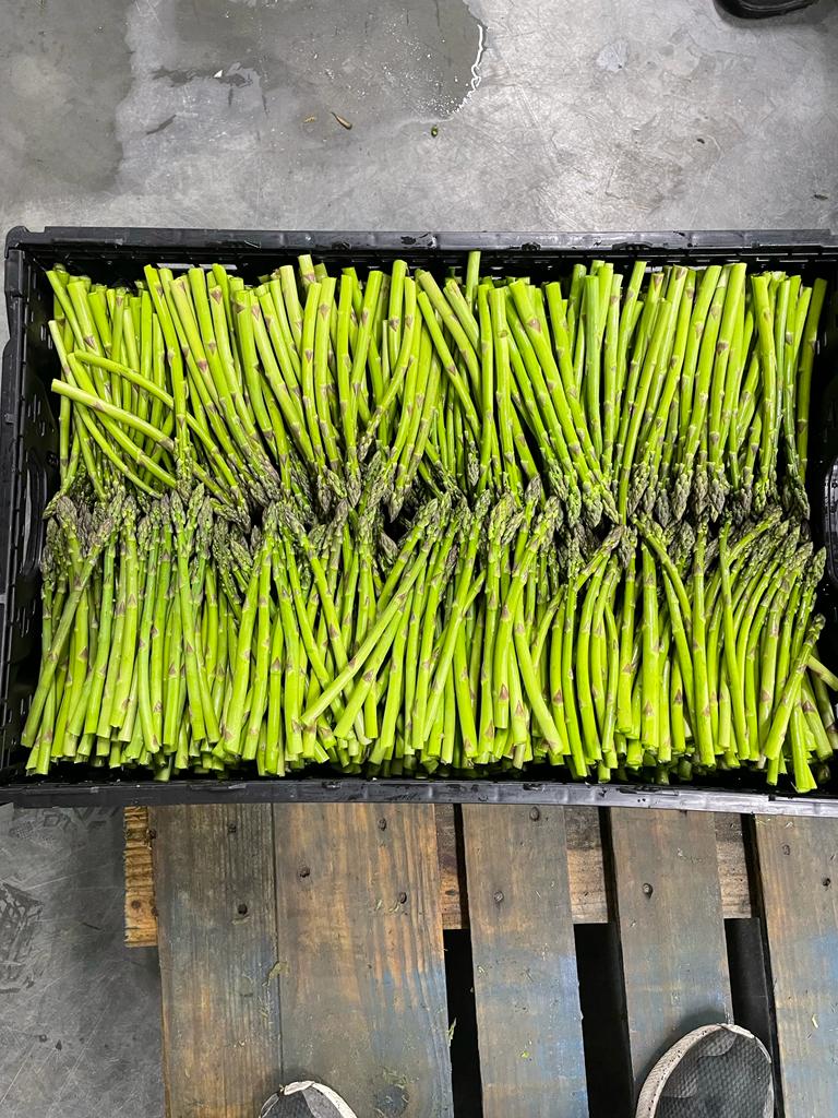 Canam_Fresh's tweet photo. Asparagus on our Ontario Farms is still going strong, so to our local, regional and USA customers feel free to reach out, we will be going strong until end of June first week of July. https://t.co/Ta0W89qXAE