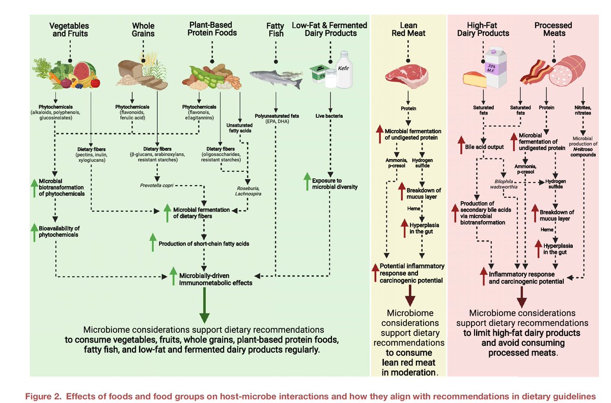 With all we've learned in recent years about the gut #microbiome, what is healthy eating now? cell.com/cell-host-micr… A tour de force review @cellhostmicrobe