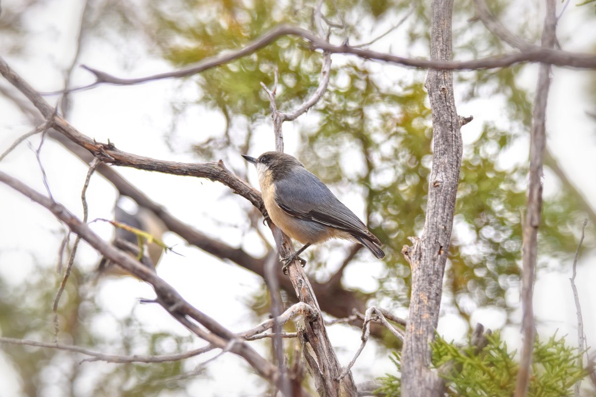 SparksCooks's tweet photo. #FromMyArchives A Pygmy Nuthatch poised for takeoff.
#songbird #birds #birder #birding #birder #birdphotography #birdnerd #birdsofinstagram #arizonabirds #birdsofarizona #nature #naturephotography #naturelovers
#GrandCanyonNP #Arizona
#ruminating #imissthisplace #wheniwashappy https://t.co/kzxlGdkxB1