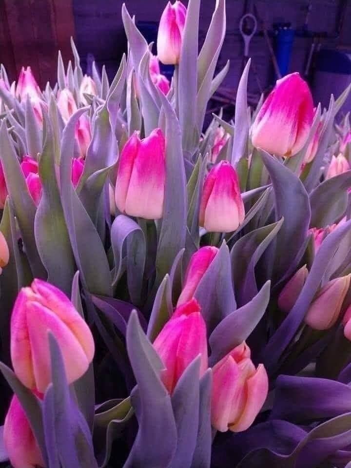 mersana1100's tweet photo. Good evening https://t.co/ZnHlzcvhga