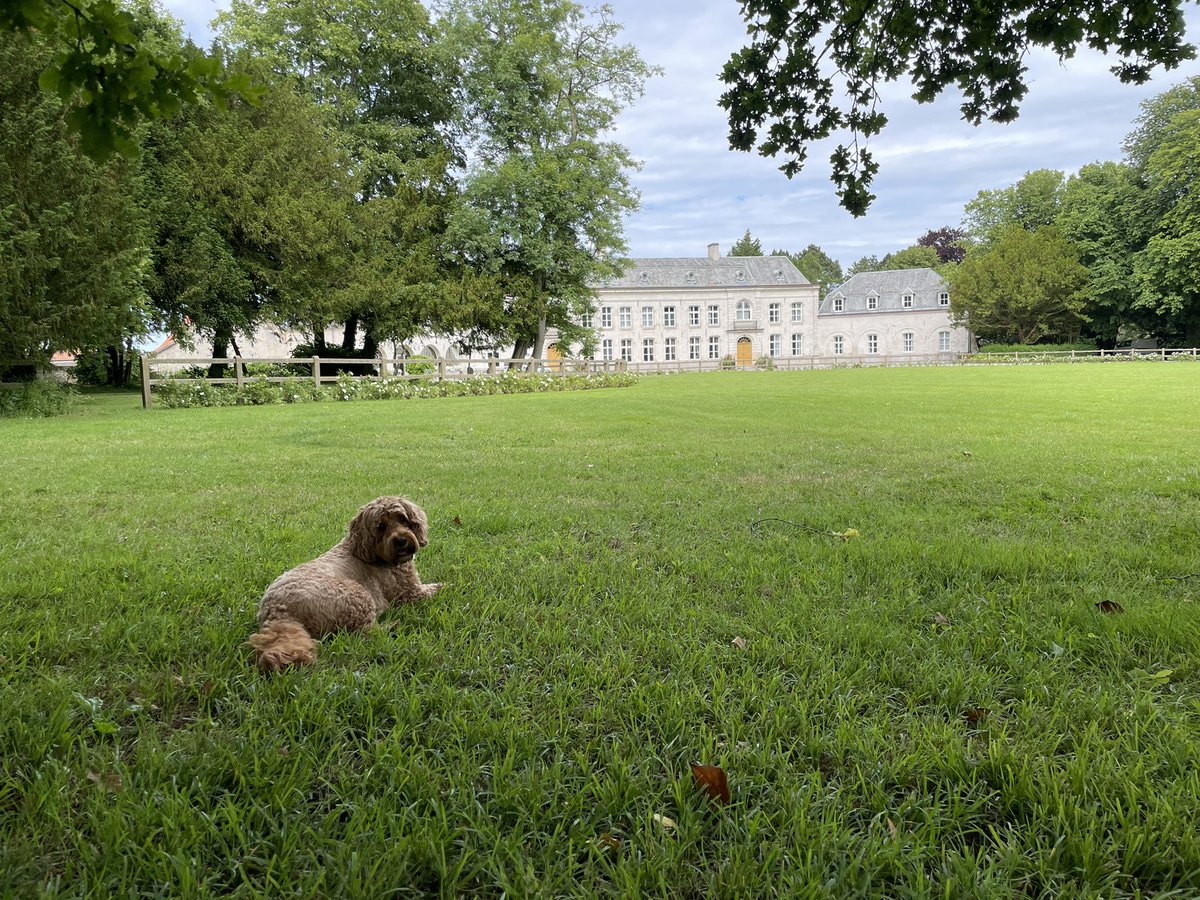 LuckyCockapoo's tweet image. I have been chasing chickens in France. It was good!