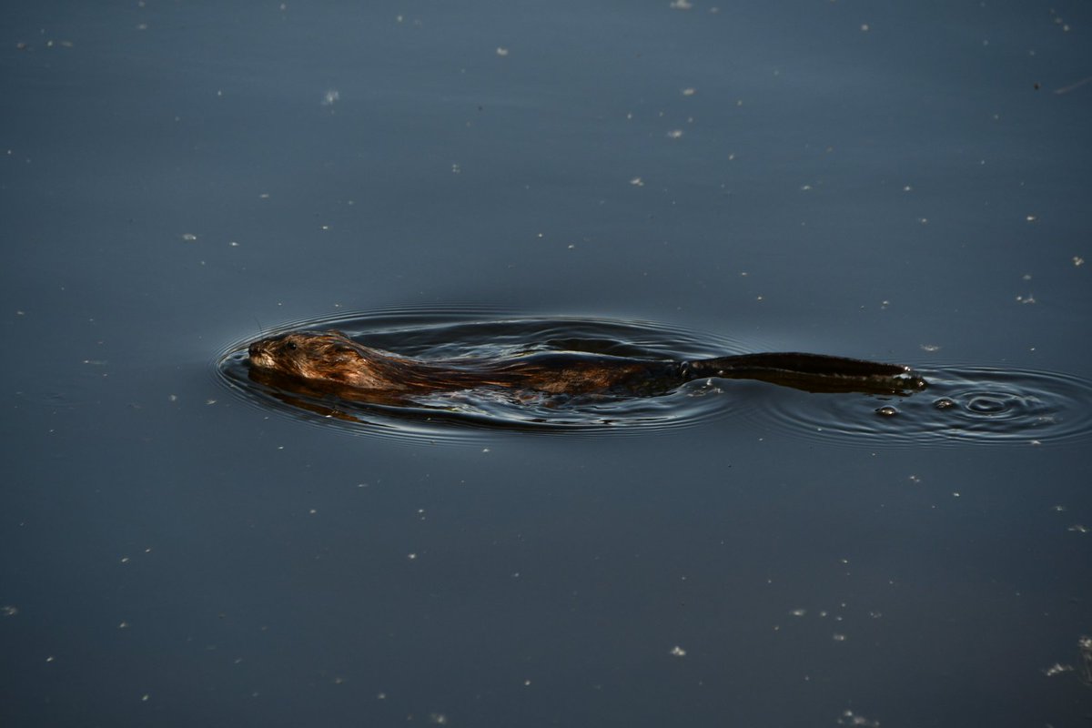 Sometimes I bring my camera out and the wildlife just don't really lend themselves to great photos, other times I happen to have my camera ready when a muskrat suddenly swims by at close range. Here's the result
#wildlifephotography