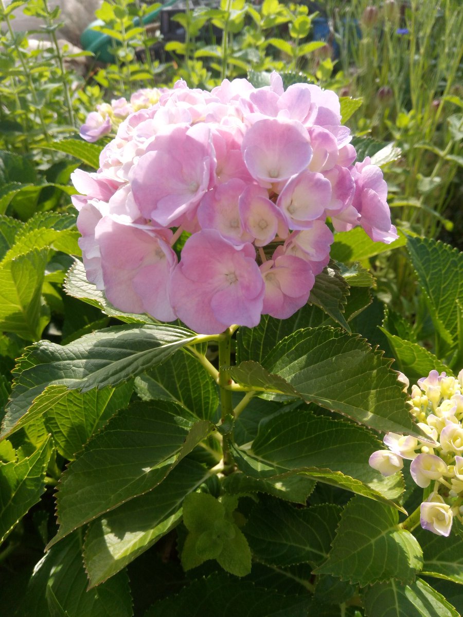GrandirBoss's tweet photo. 久々の🌞😊🌞アジサイ綺麗 https://t.co/z0m3rkQNhz