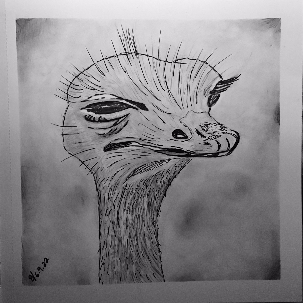 16percentpower2's tweet photo. Another #ostriche #ostrich #nature #animal #pencil #ink #art #ArtistOnTwitter #16percentpower #sketch #sketchbook #drawing #draw https://t.co/lBbsxvafPz