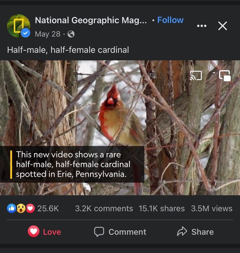mattxiv's tweet photo. genderfluid bird just dropped https://t.co/X7tabWAILK